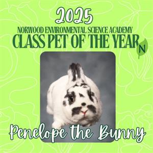 Penelope the Bunny